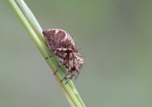 Oxyopes sp.
